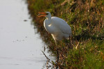 Grote zilverreiger (Egretta alba) vissend RL GE, Arkemheen